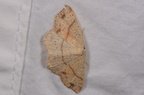 Cyclophora punctaria