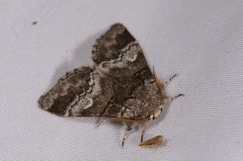Chasse Aux Papillons - Chauvigny - 05-08-2020 - Drymonia querna (161).jpg