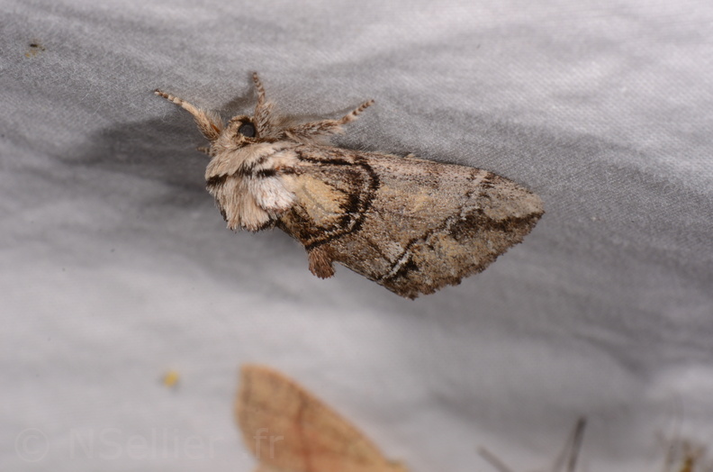 Chasse Aux Papillons - Chauvigny - 05-08-2020 - Drymonia velitaris (128).jpg