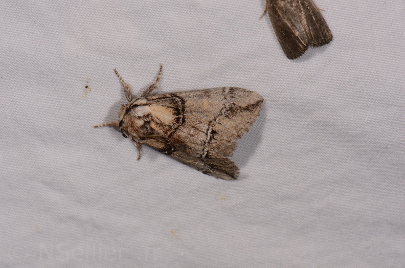 Chasse Aux Papillons - Chauvigny - 05-08-2020 - Drymonia velitaris (191).jpg