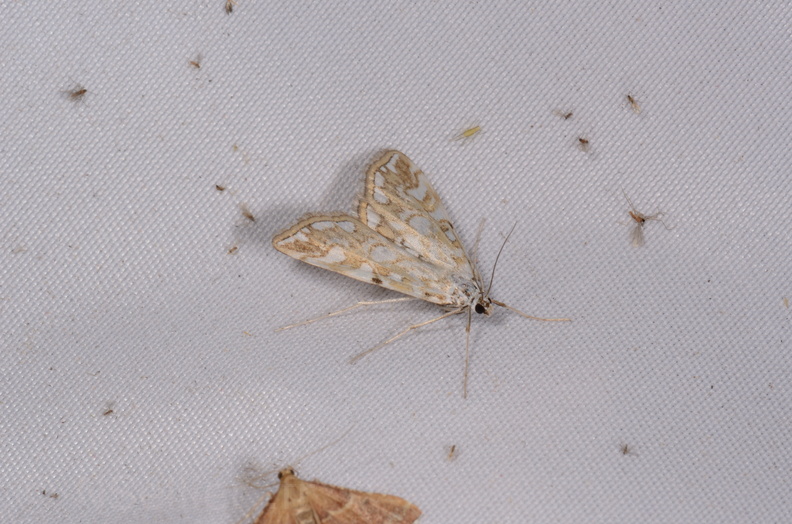 Chasse Aux Papillons - Chauvigny - 05-08-2020 - Elophila nymphaeata (106).jpg