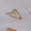 Elophila nymphaeata
