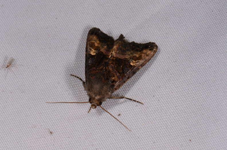 Chasse Aux Papillons - Chauvigny - 05-08-2020 - Euplexia lucipara (160).jpg