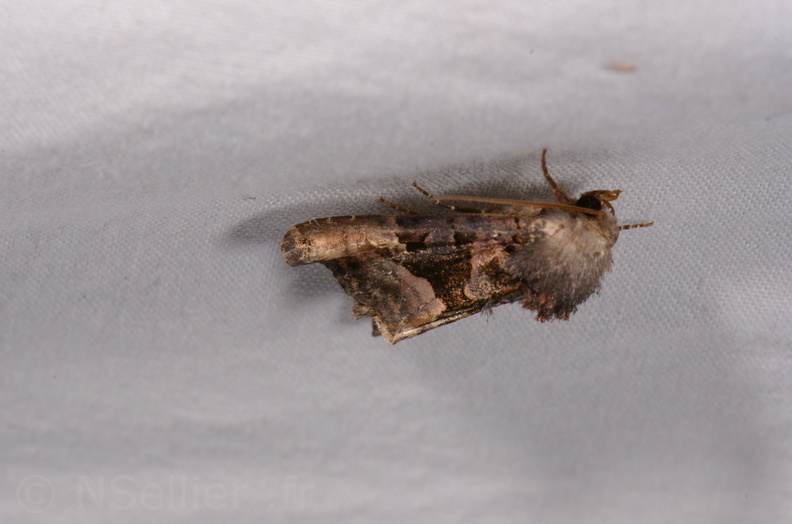 Chasse Aux Papillons - Chauvigny - 05-08-2020 - Euplexia lucipara (181).jpg