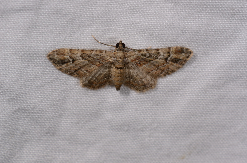 Chasse Aux Papillons - Chauvigny - 05-08-2020 - Gymnoscelis rufifasciata (73).jpg