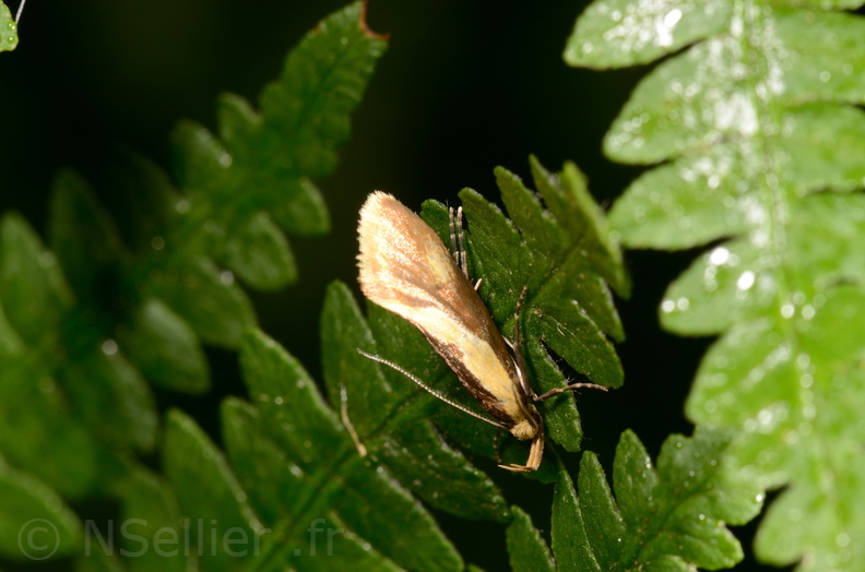 Chasse Aux Papillons - Chauvigny - 05-08-2020 - Harpella forficella (108).jpg