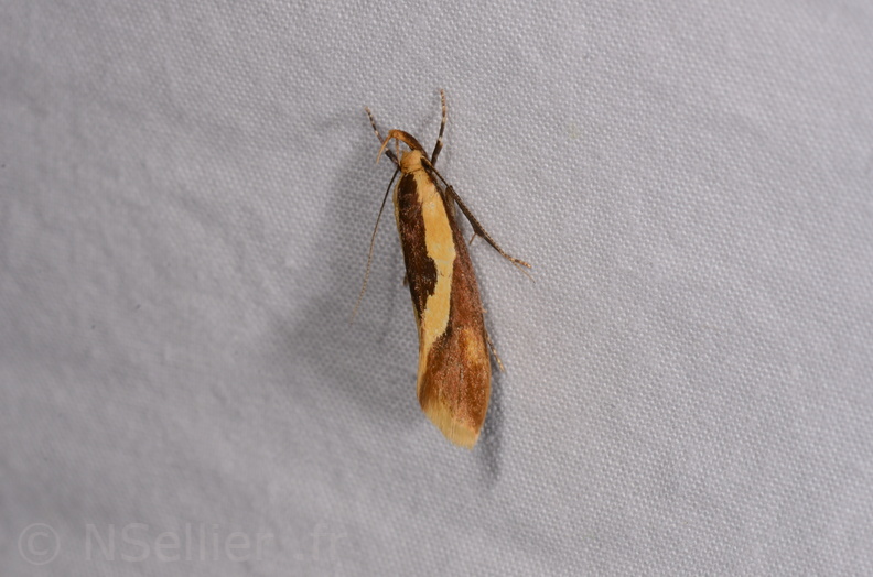 Chasse Aux Papillons - Chauvigny - 05-08-2020 - Harpella forficella (162).jpg