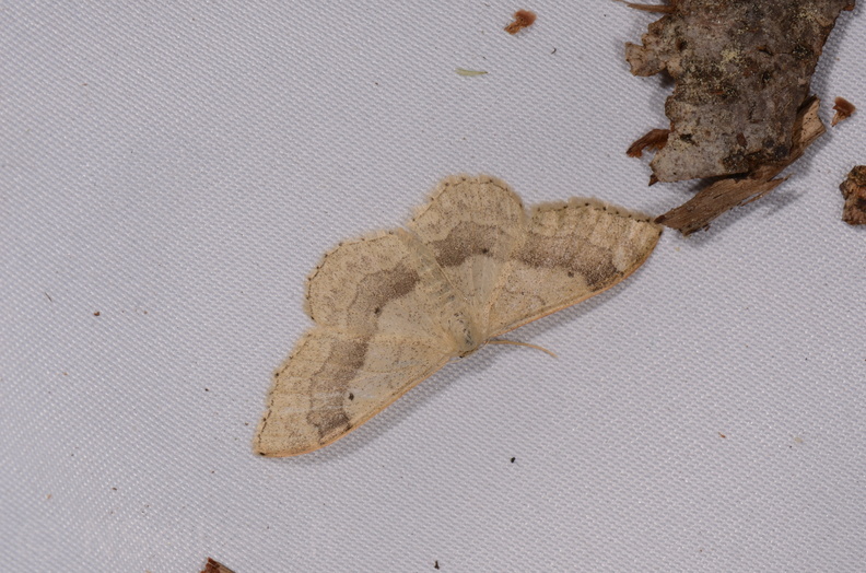 Chasse Aux Papillons - Chauvigny - 05-08-2020 - Idaea aversata (156).jpg