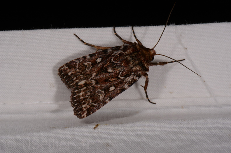 Chasse Aux Papillons - Chauvigny - 05-08-2020 - Lycophotia porphyrea (76).jpg
