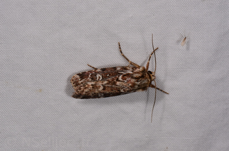 Chasse Aux Papillons - Chauvigny - 05-08-2020 - Lycophotia porphyrea (146).jpg