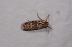 Lycophotia porphyrea