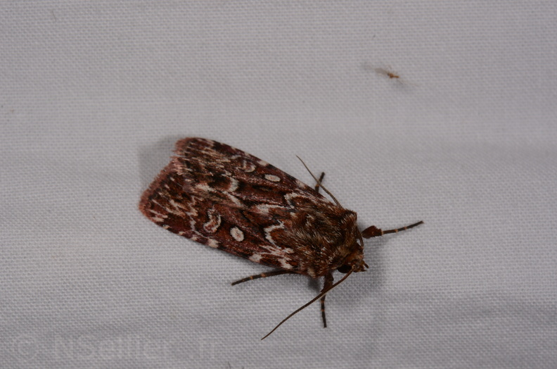 Chasse Aux Papillons - Chauvigny - 05-08-2020 - Lycophotia porphyrea (151).jpg