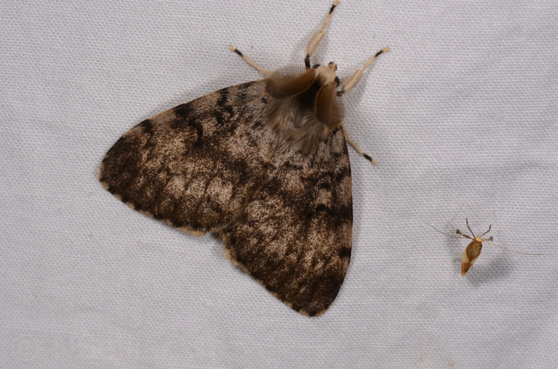 Chasse Aux Papillons - Chauvigny - 05-08-2020 - Lymantria dispar (152).jpg