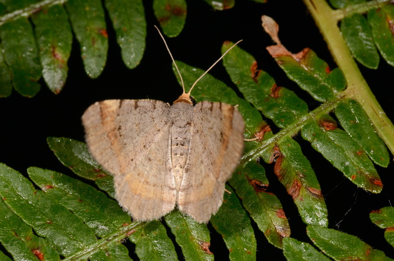 Chasse Aux Papillons - Chauvigny - 05-08-2020 - Macaria liturata (113).jpg