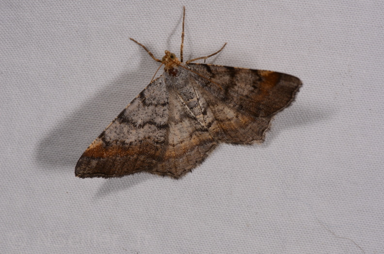 Chasse Aux Papillons - Chauvigny - 05-08-2020 - Macaria liturata (172).jpg