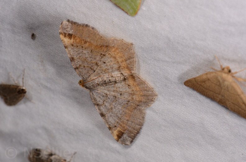 Chasse Aux Papillons - Chauvigny - 05-08-2020 - Macaria liturata (174).jpg