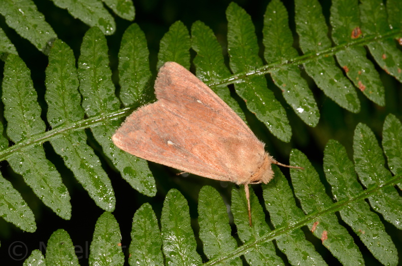 Chasse Aux Papillons - Chauvigny - 05-08-2020 - Mythimna albipuncta (66).jpg