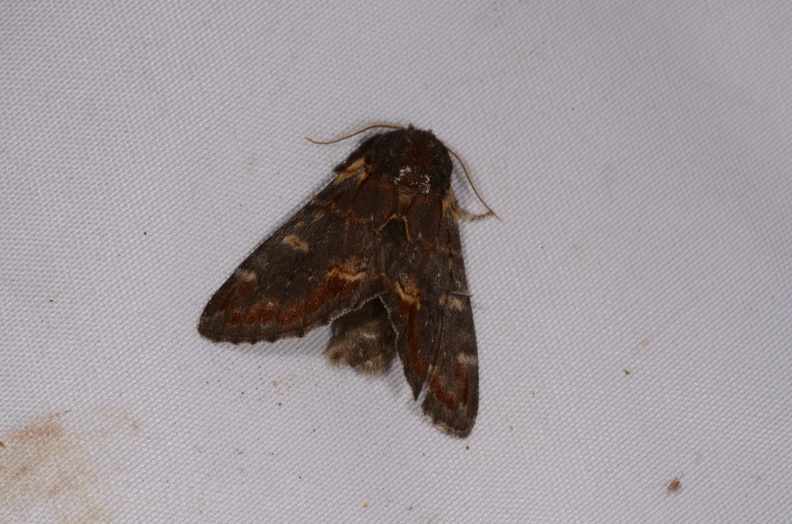 Chasse Aux Papillons - Chauvigny - 05-08-2020 - Notodonta dromedarius (58).jpg