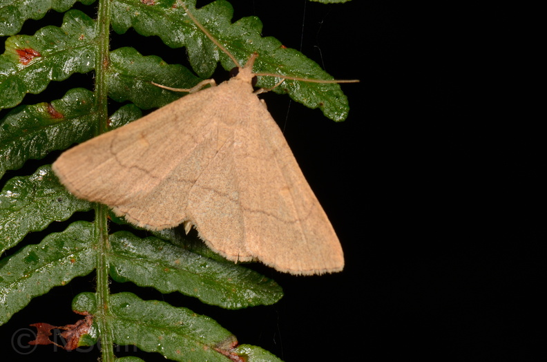 Chasse Aux Papillons - Chauvigny - 05-08-2020 - Paracolax tristalis (112).jpg