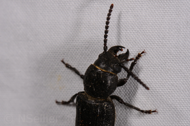 Chasse Aux Papillons - Chauvigny - 05-08-2020 - Spondylis buprestoides (184).jpg
