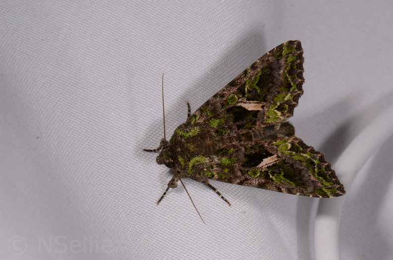 Chasse Aux Papillons - Chauvigny - 05-08-2020 - Trachea atriplicis (127).jpg