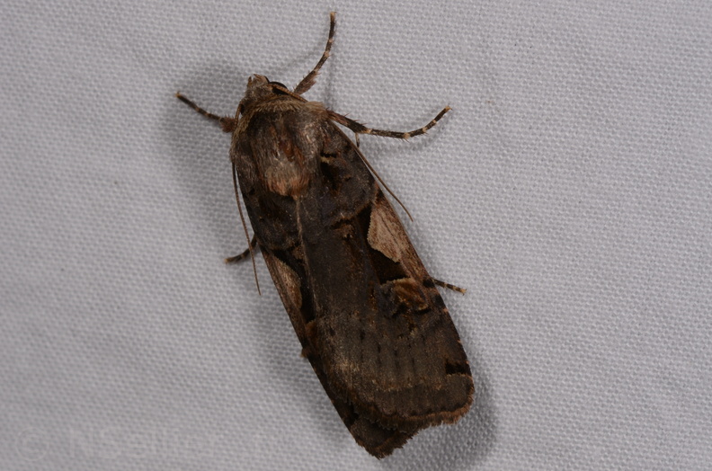 Chasse Aux Papillons - Chauvigny - 05-08-2020 - Xestia c-nigrum (82).jpg