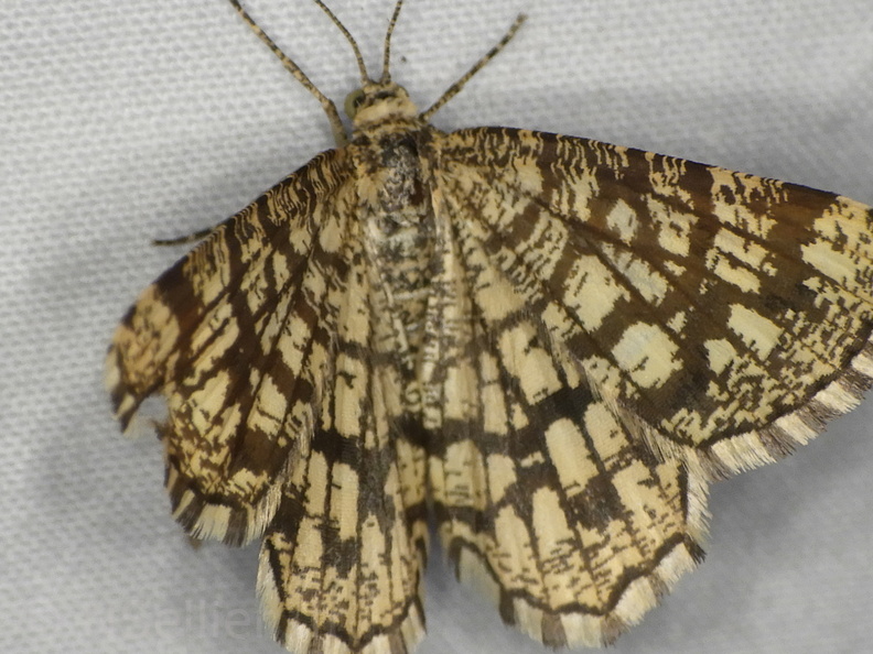 Chasse Aux Papillons - Mouthiers-sur-Boëme - 17-08-2020 - Chiasmia clathrata (188).JPG