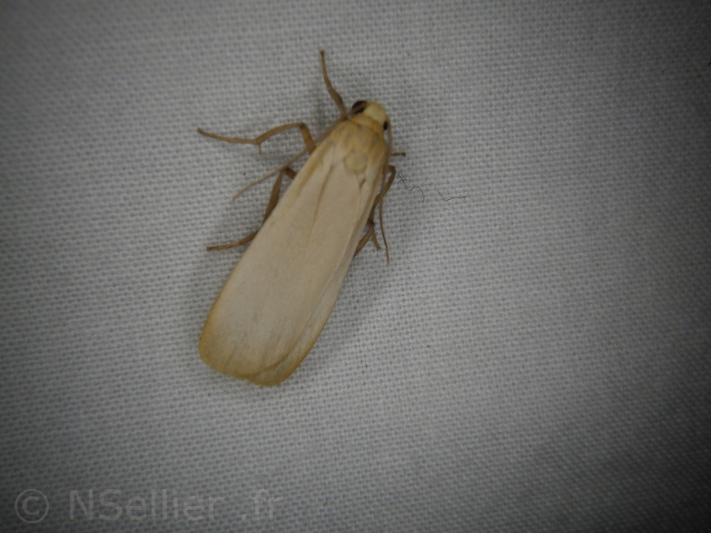 Chasse Aux Papillons - Mouthiers-sur-Boëme - 17-08-2020 - Eilema depressa (195).JPG