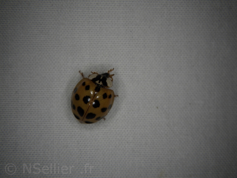 Chasse Aux Papillons - Mouthiers-sur-Boëme - 17-08-2020 - Harmonia axyridis (12).JPG