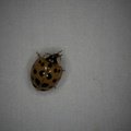 Harmonia axyridis