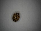 Harmonia axyridis