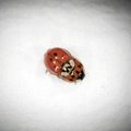 Harmonia axyridis