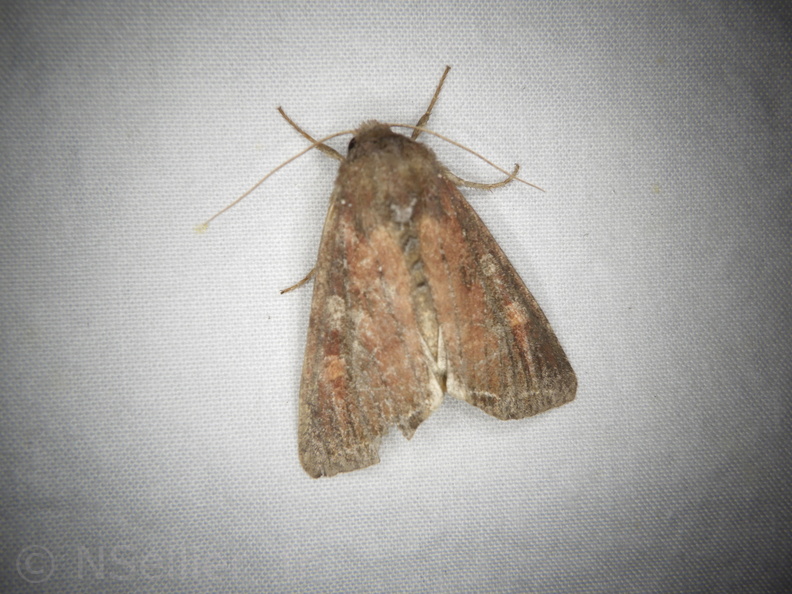 Chasse Aux Papillons - Mouthiers-sur-Boëme - 17-08-2020 - Lacanobia oleracea (27).JPG