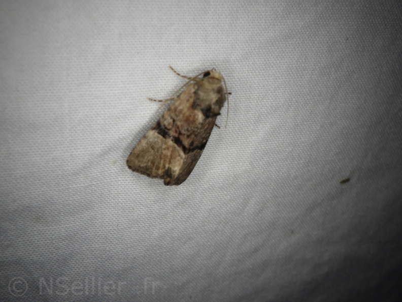 Chasse Aux Papillons - Mouthiers-sur-Boëme - 17-08-2020 - Mesoligia furuncula (191).JPG