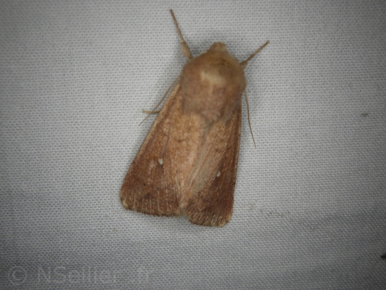 Chasse Aux Papillons - Mouthiers-sur-Boëme - 17-08-2020 - Mythimna albipuncta (17).JPG