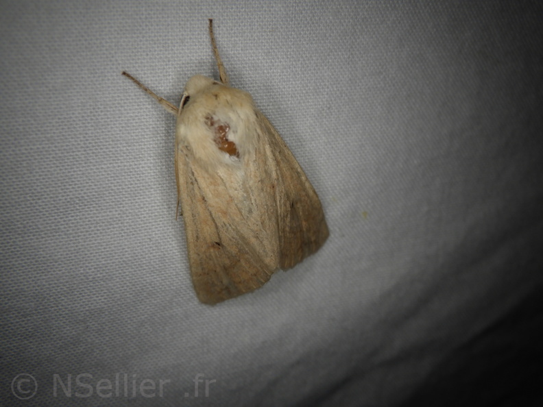 Chasse Aux Papillons - Mouthiers-sur-Boëme - 17-08-2020 - Mythimna vitellina (197).JPG