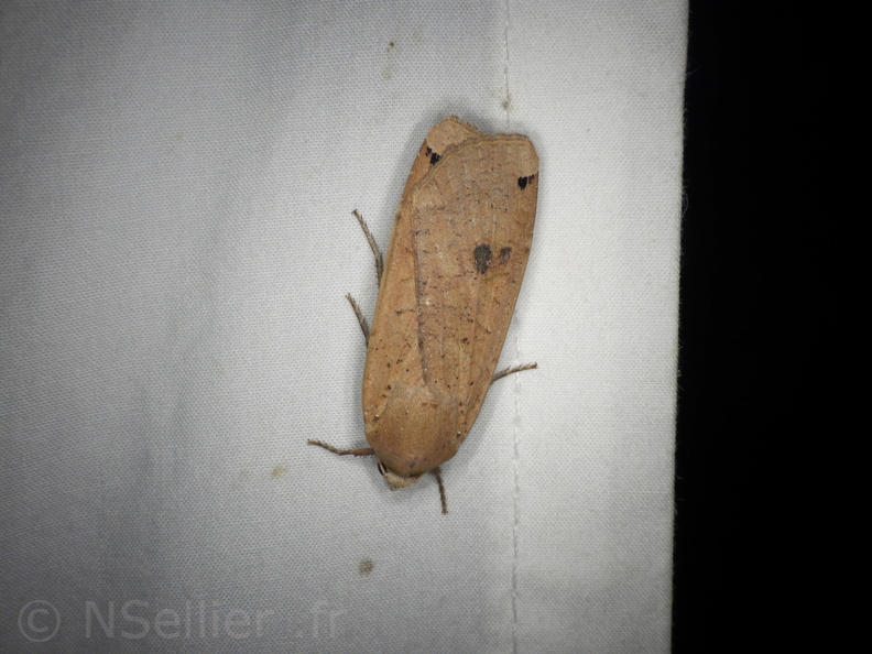 Chasse Aux Papillons - Mouthiers-sur-Boëme - 17-08-2020 - Noctua pronuba (162).JPG