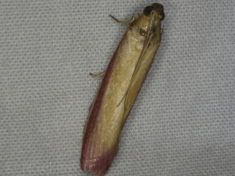 Chasse Aux Papillons - Mouthiers-sur-Boëme - 17-08-2020 - Oncocera semirubella (173).JPG