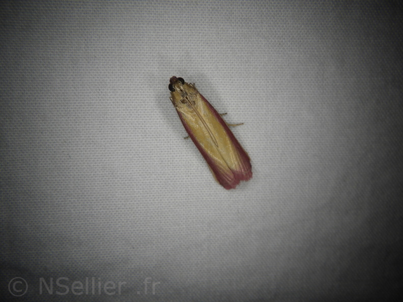 Chasse Aux Papillons - Mouthiers-sur-Boëme - 17-08-2020 - Oncocera semirubella (174).JPG