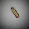 Oncocera semirubella