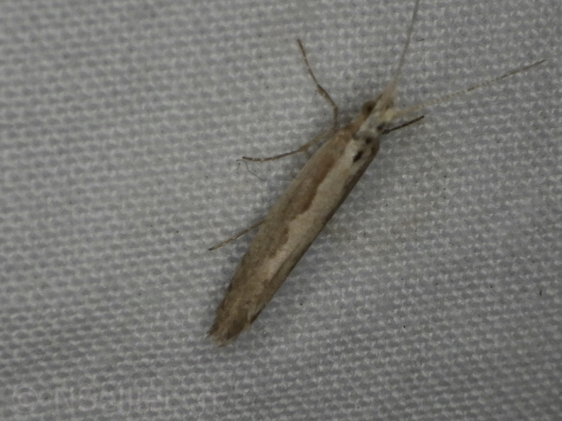 Chasse Aux Papillons - Mouthiers-sur-Boëme - 17-08-2020 - Plutella xylostella (189).JPG