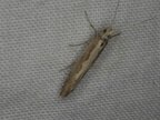 Plutella xylostella