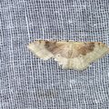 Idaea degeneraria