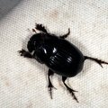 Copris lunaris