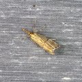 Chrysocrambus linetella
