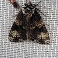 Craniophora ligustri