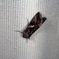 Autographa gamma