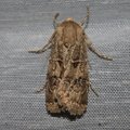 Agrotis bigramma