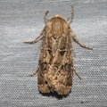 Agrotis bigramma