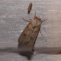 Agrotis segetum